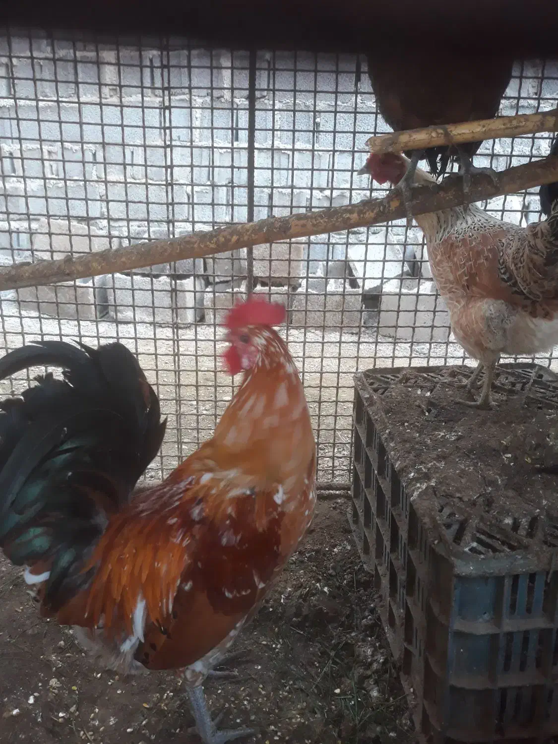 فروش خروس محلی|حیوانات مزرعه|ساری, |دیوار