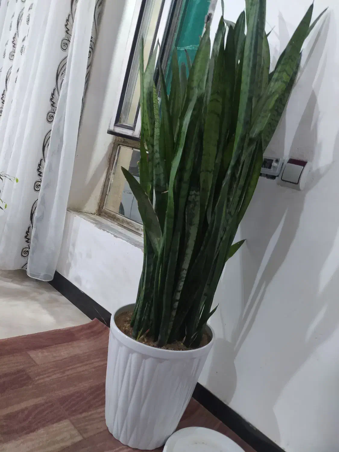 گل طبیعی|گل و گیاه طبیعی|ایوان, |دیوار