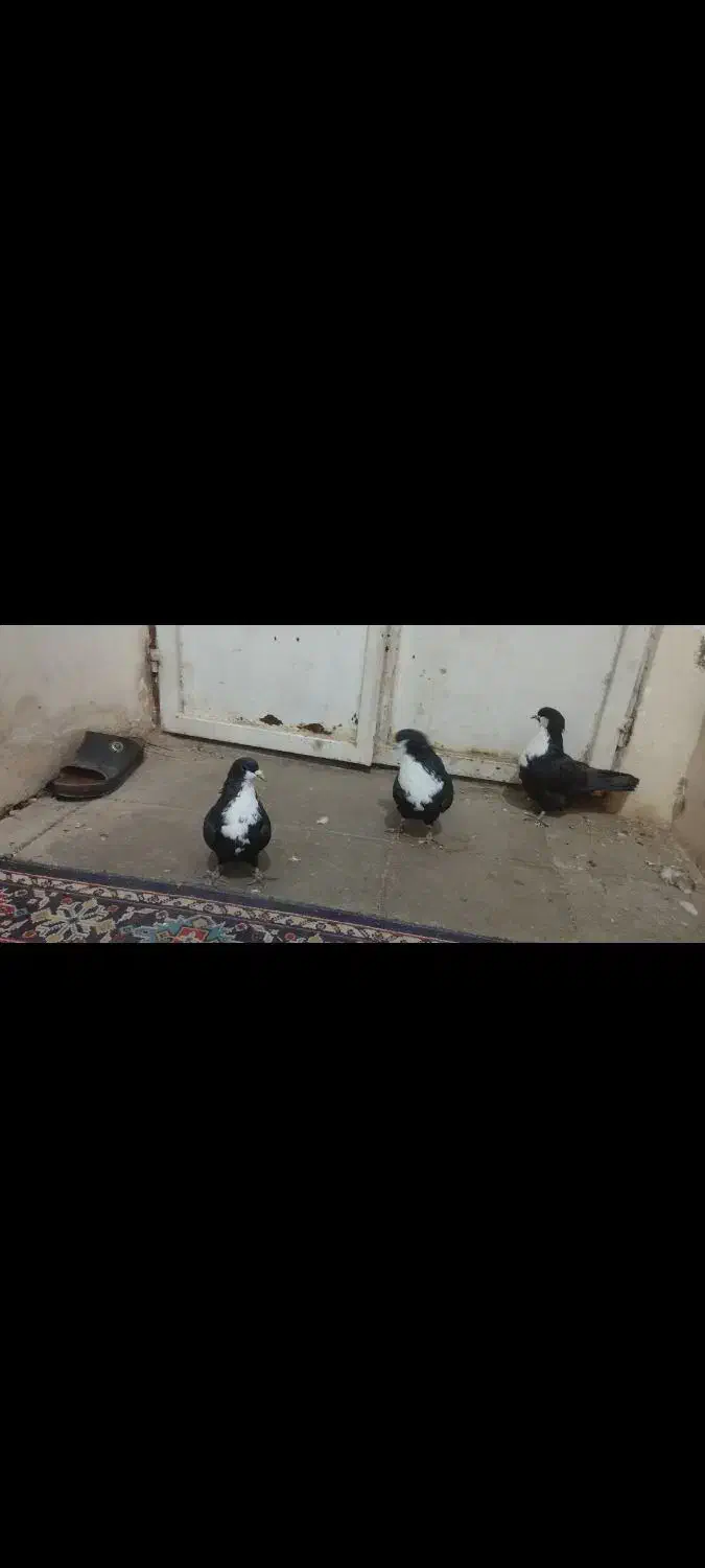 نقدفقط|پرنده|کرمان, |دیوار