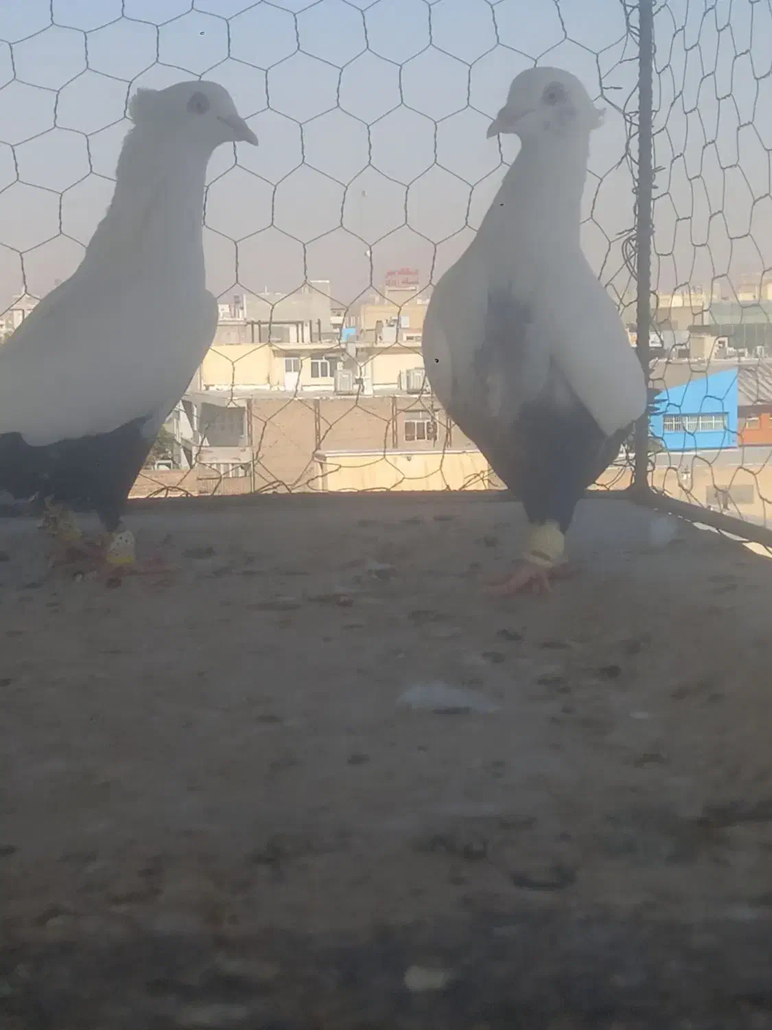 یه جفت دم سیاه|پرنده|تاکستان, |دیوار