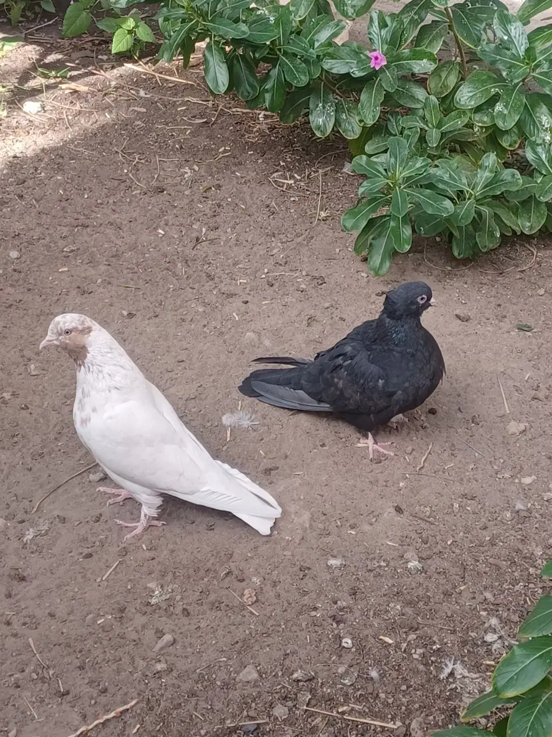 کبوتر|پرنده|بم, |دیوار