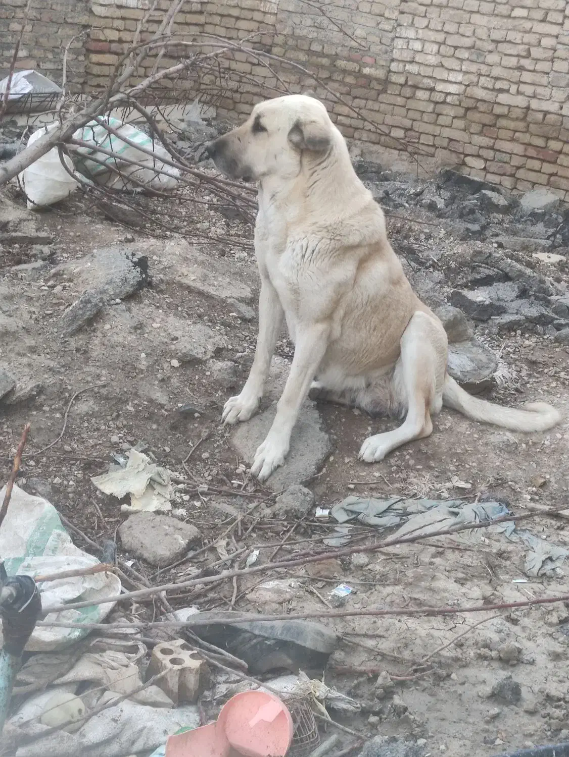 سگ عراقی|سگ|مهاجران, |دیوار