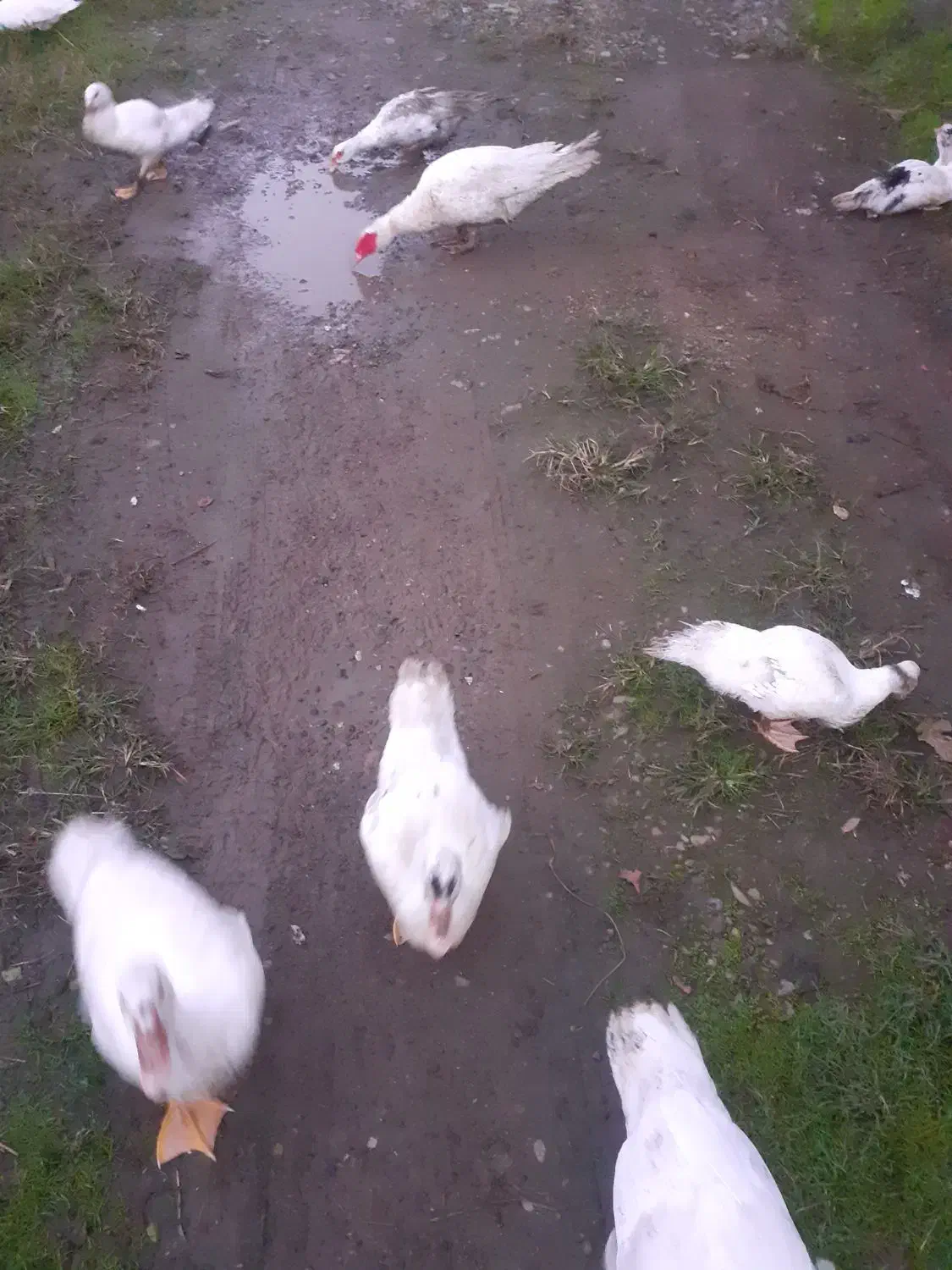 تخم اردک اسرائیلی نطفه دار|حیوانات مزرعه|لاهیجان, بازکیاگوراب|دیوار