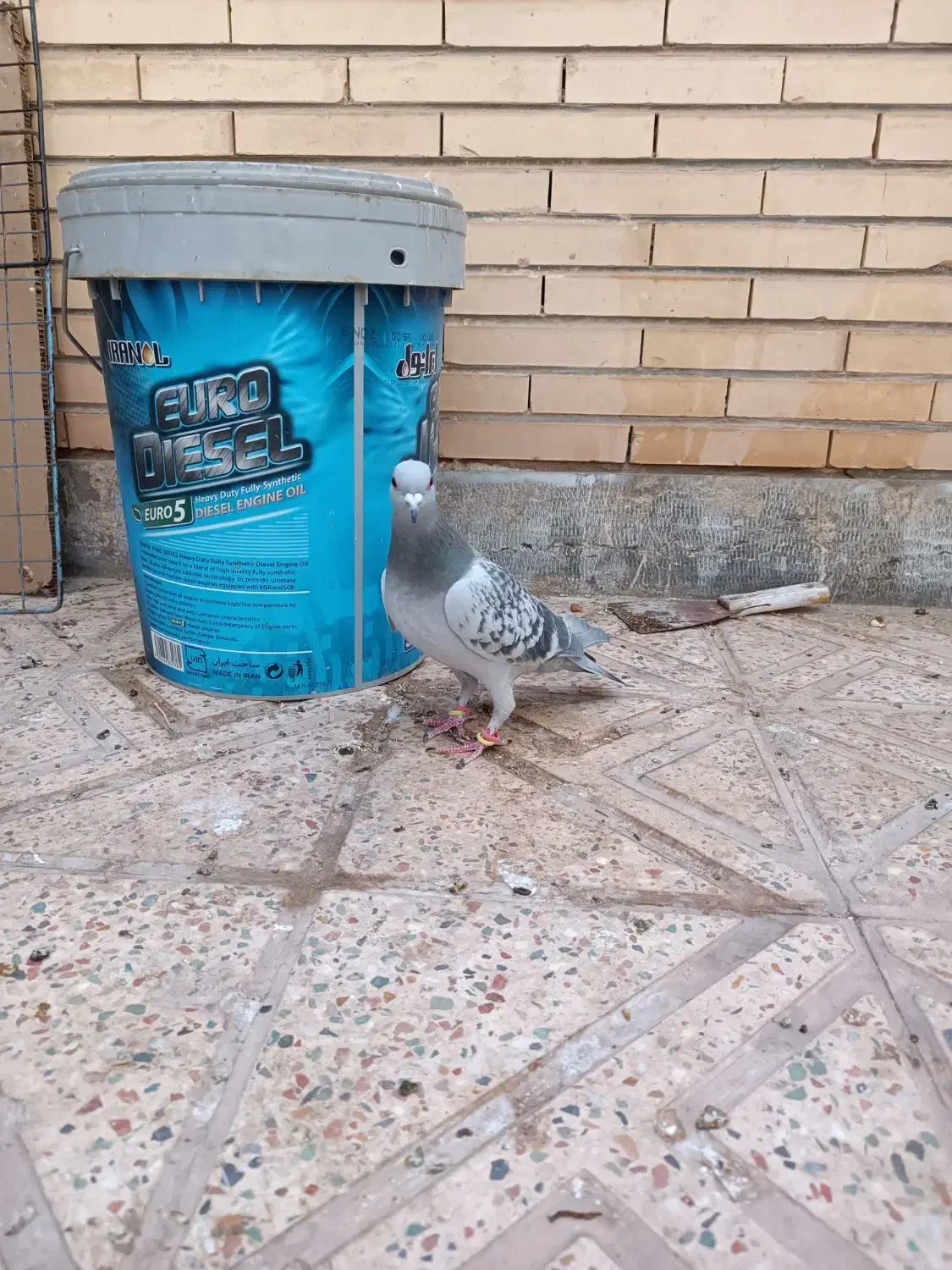 بدرنگ نر|پرنده|کرمان, |دیوار