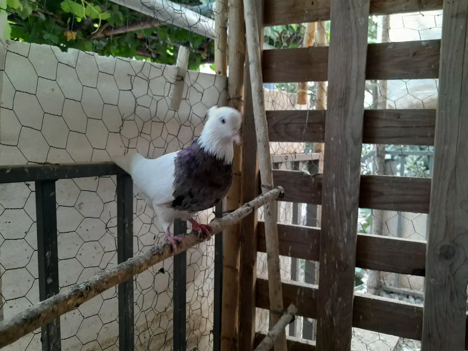 کبوتر طوقی|پرنده|خرمدره, |دیوار