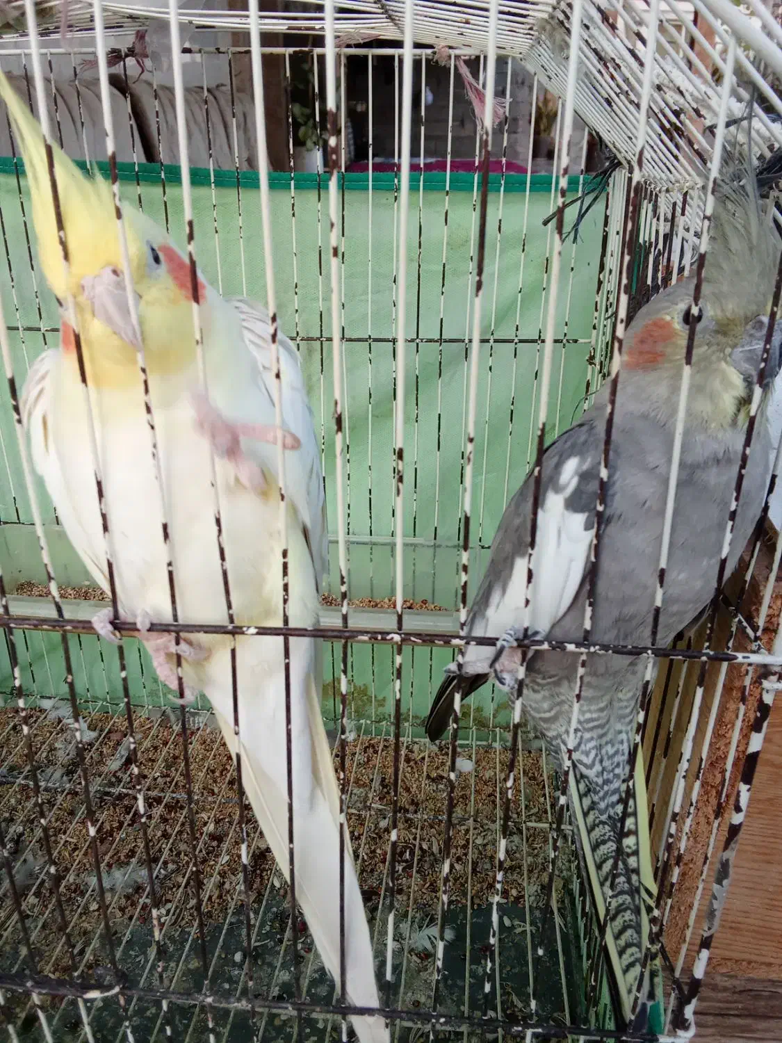 طوطی عروس لوتینو سالم|پرنده|رشت, حومه رشت|دیوار