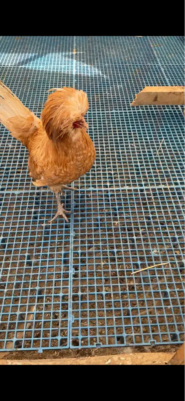 مرغ خروس با جوجه پولند|حیوانات مزرعه|قم, انسجام|دیوار