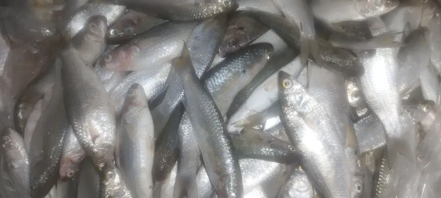 ماهی بیا|ماهی|آبپخش, |دیوار