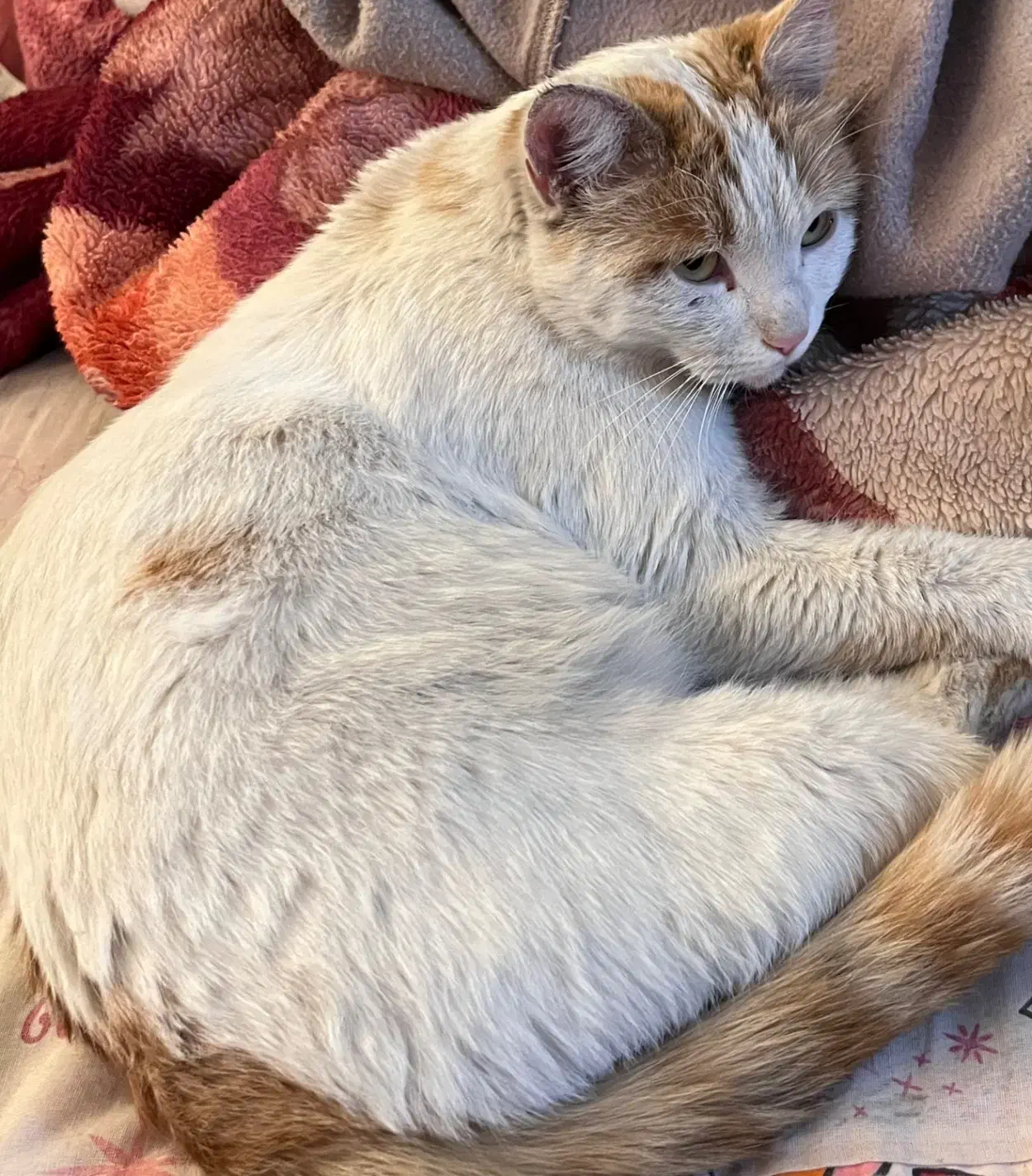 گربه پیدا شده|حیوانات|کرمانشاه, |دیوار