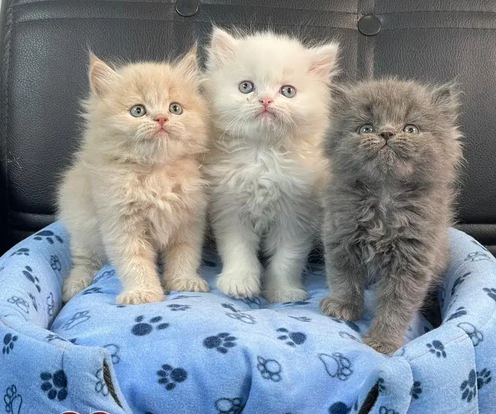 بچه گربه های تو دل بروی ناز|گربه|اهواز, کیانپارس |دیوار