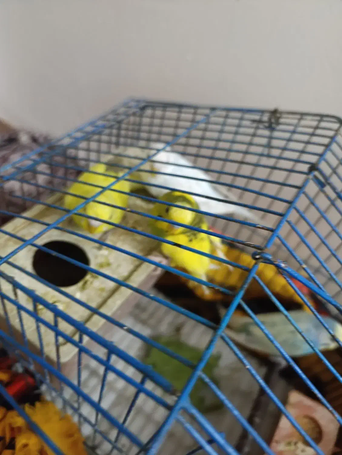 مرغ عشق|پرنده|لامرد, |دیوار