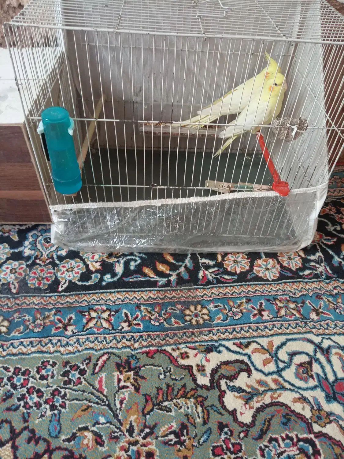 عروس هلندی لوتینو|پرنده|رضویه, |دیوار