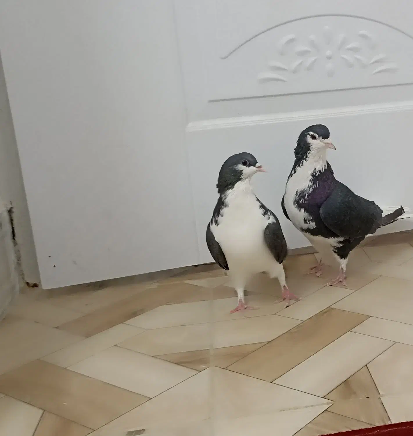 کبوتر شهری و سرور|پرنده|مرودشت, بیست متری بیمارستان|دیوار