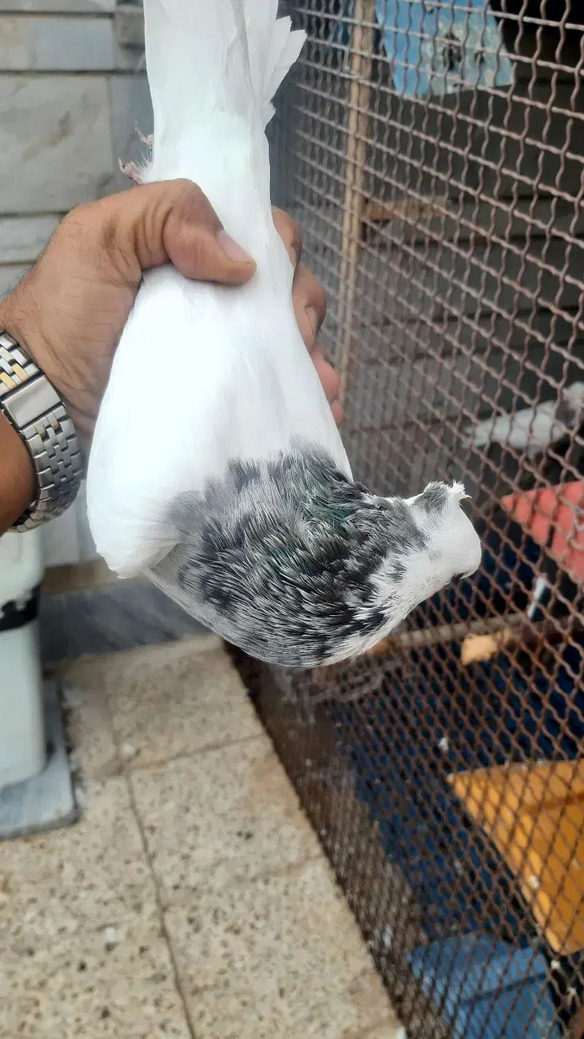 طوقی|پرنده|شوشتر, |دیوار