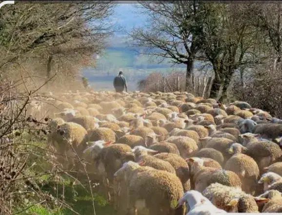 چوپانی ، گله داری|استخدام سرایداری و نظافت|دزفول, |دیوار