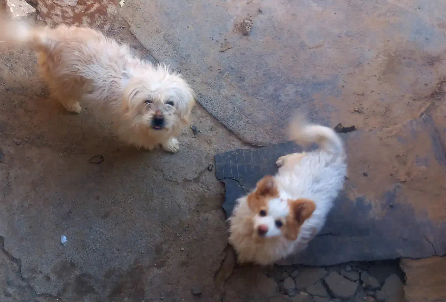 با سلام از برنامه دیوار|سگ|چناران, |دیوار