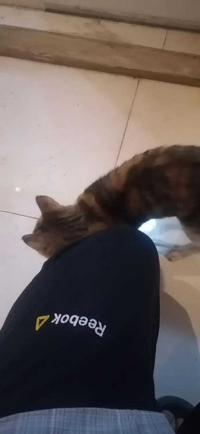 معاوضه گربه با پرنده|گربه|اهواز, گلستان|دیوار