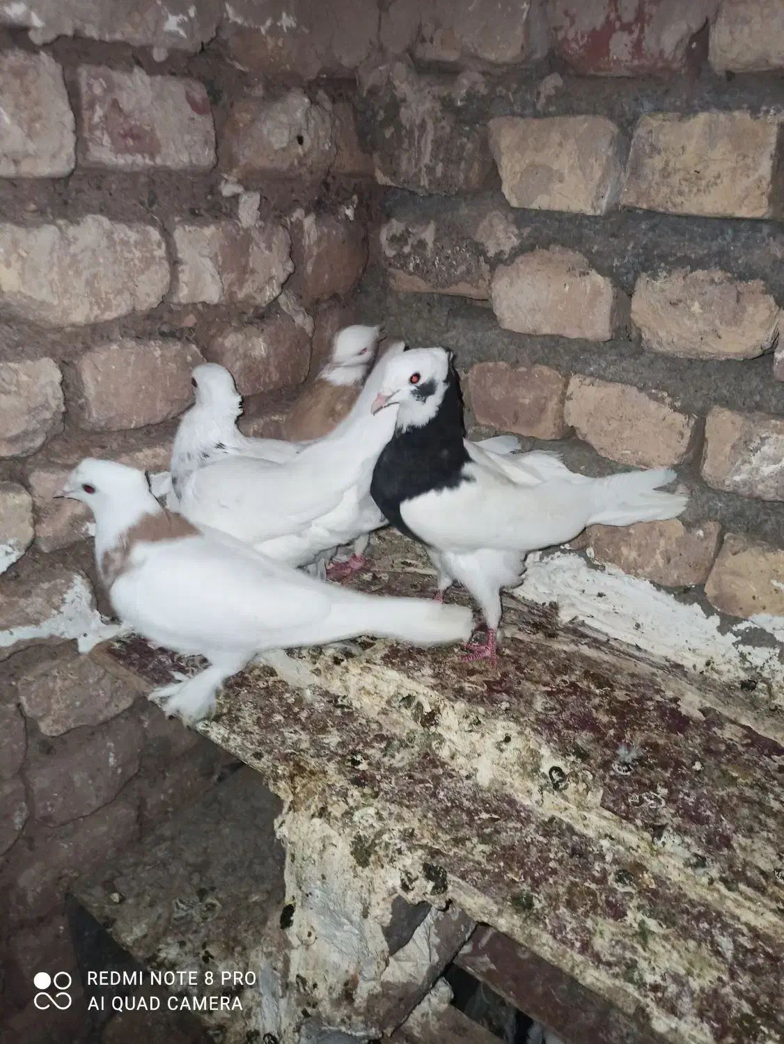 کبوتر|پرنده|بردسکن, |دیوار