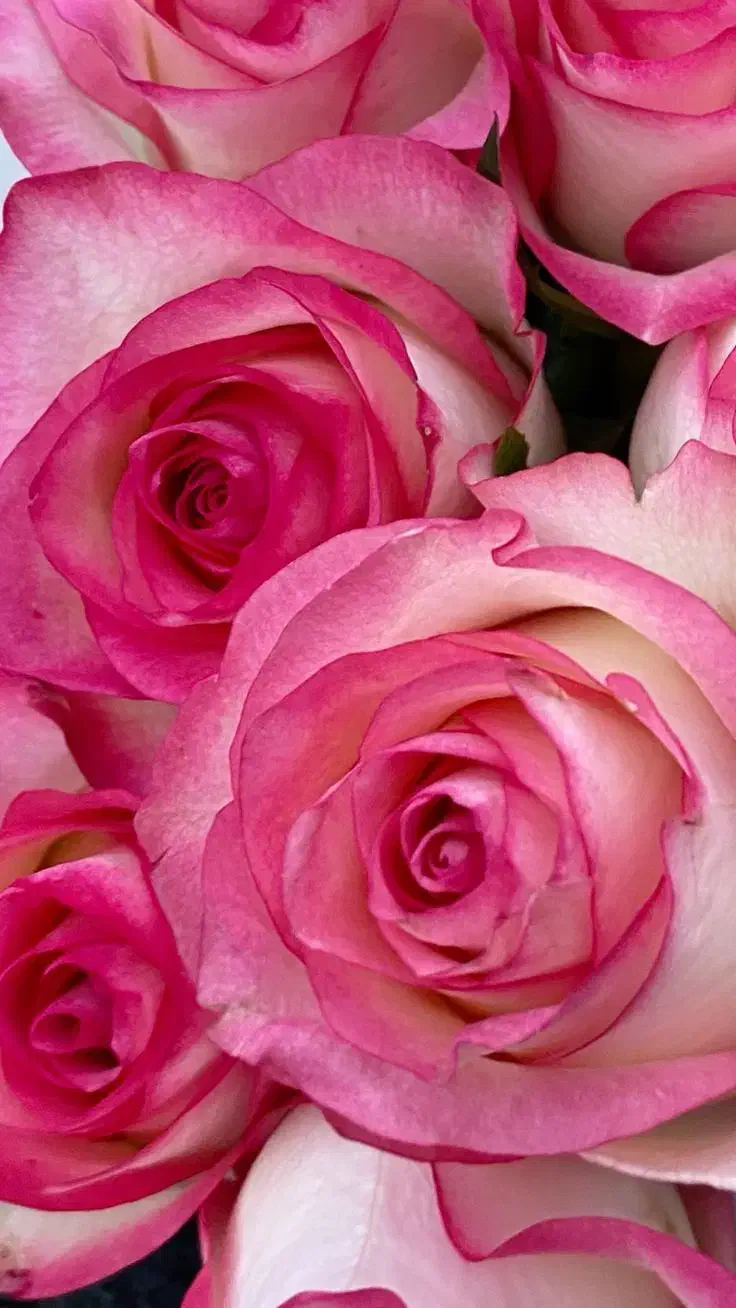 پخش عمده گل رز هلندی شیراز|گل و گیاه طبیعی|شیراز, رکن‌آباد|دیوار