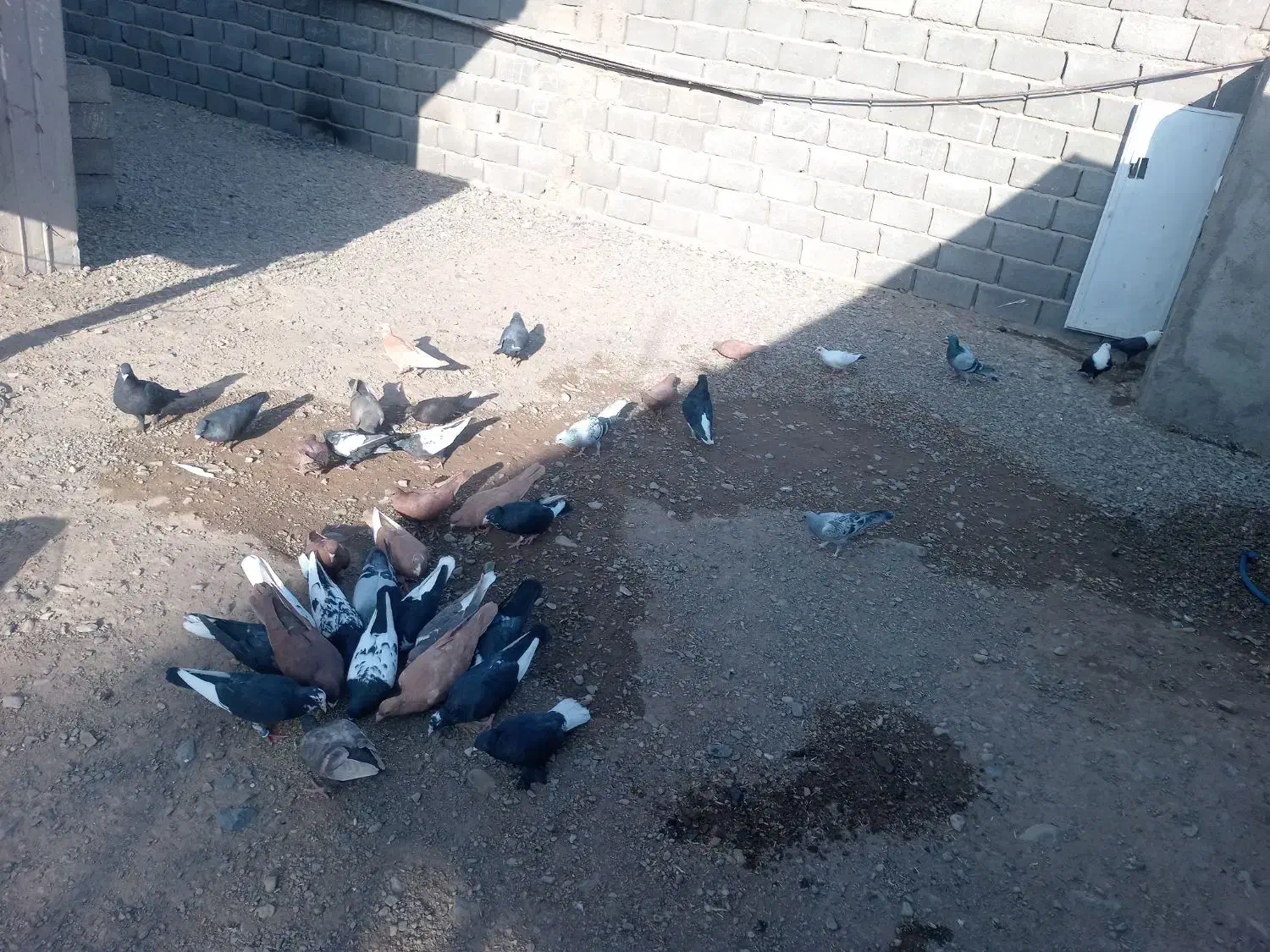 پرنده|پرنده|یزدان شهر, |دیوار