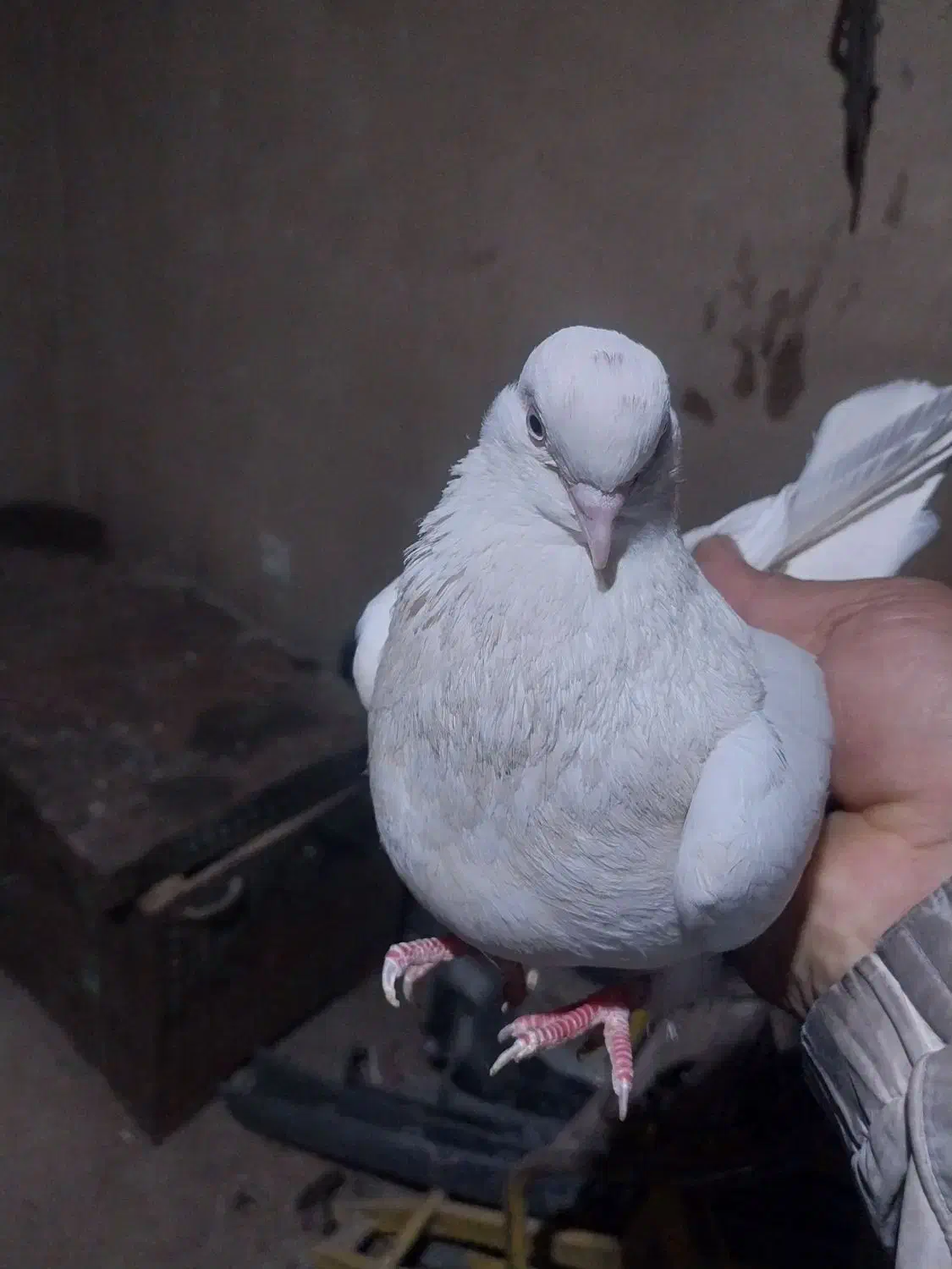 کبوتر|پرنده|لیلان, |دیوار