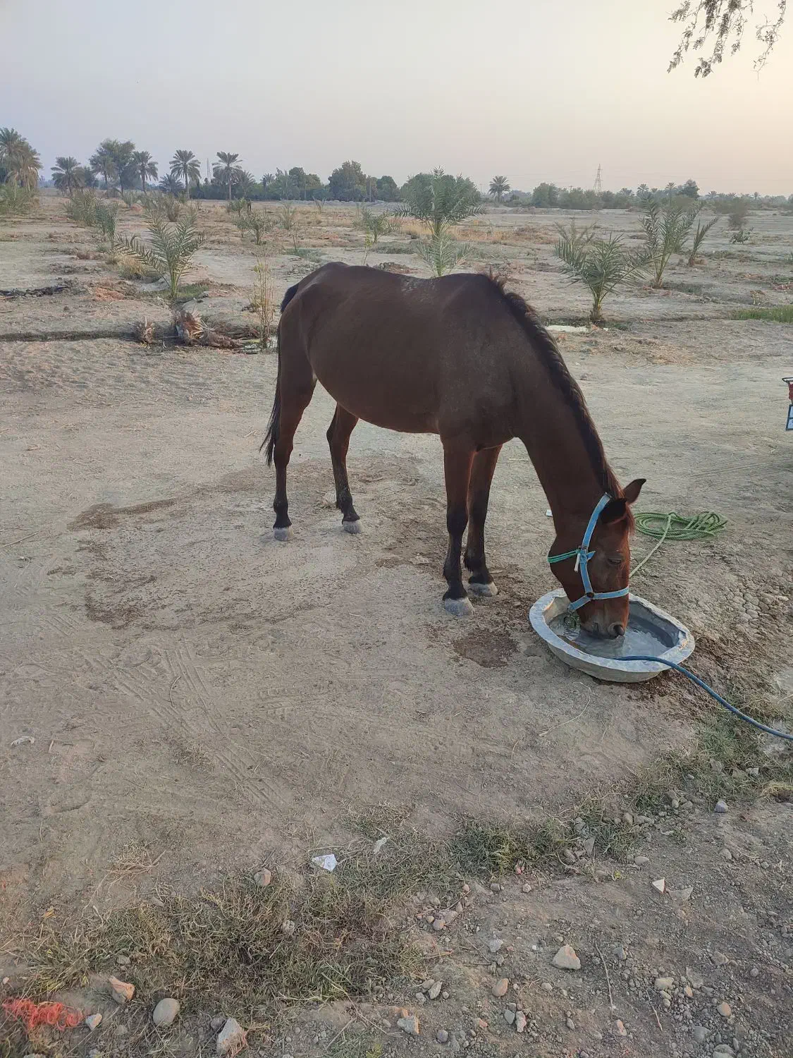 اسب مادیون آبستن|اسب و تجهیزات اسبسواری|میناب, |دیوار