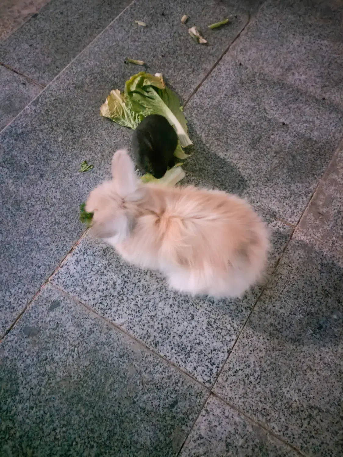 واگذاری رایگان خرگوش|موش و خرگوش|ایذه, |دیوار