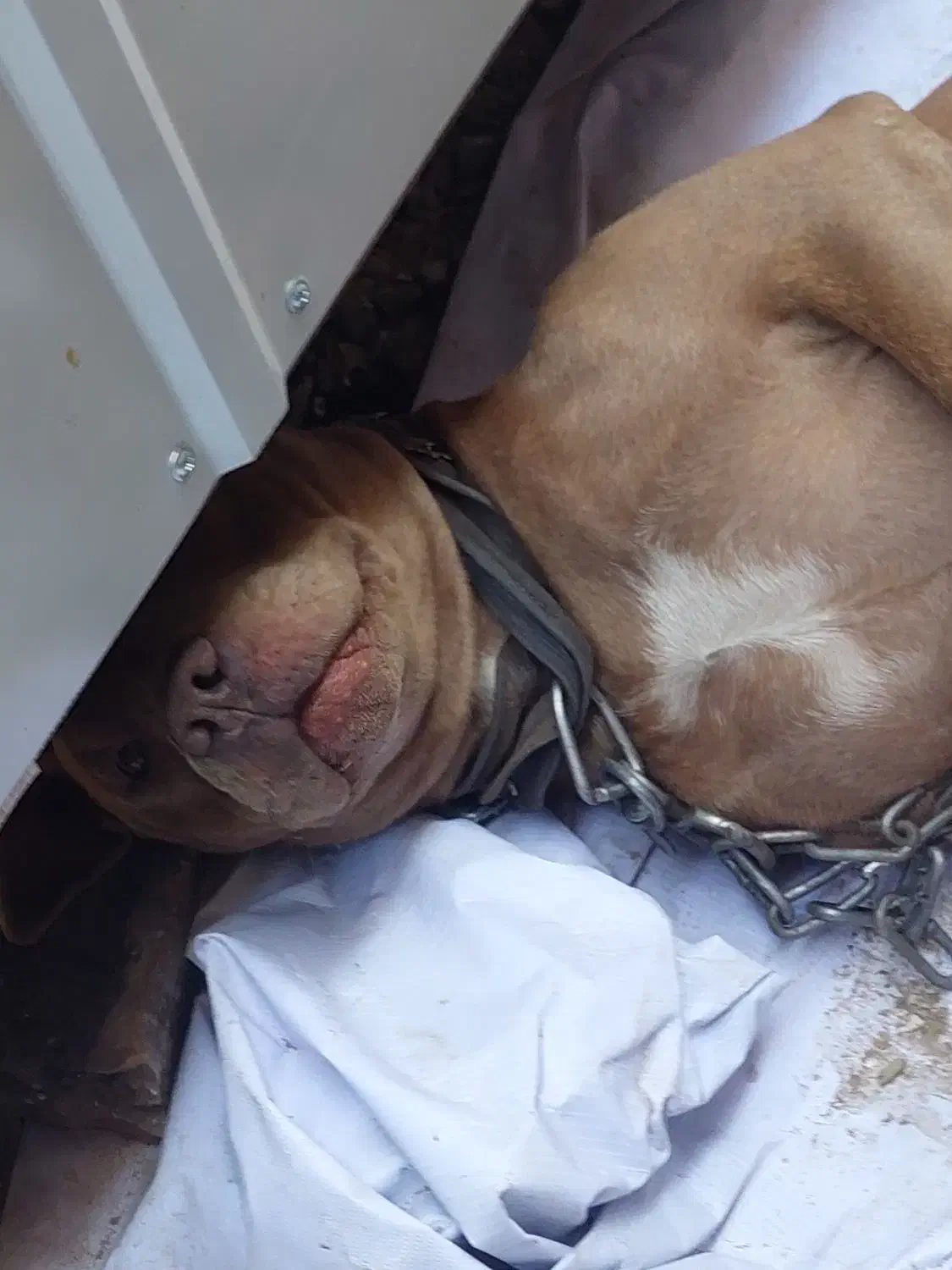 پیتبول نر ۸ ماه|سگ|ری, دولت‌آباد|دیوار