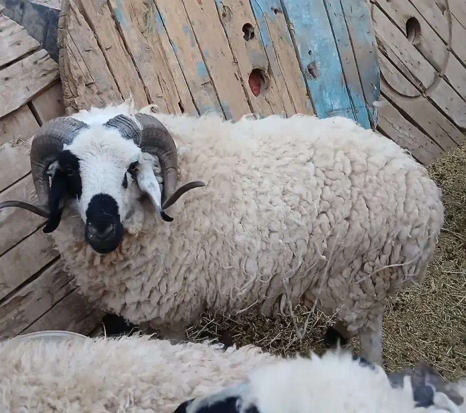 قوچ بره نر هم برای گشتن وهم برای نسل کشی|حیوانات مزرعه|کرمان, |دیوار