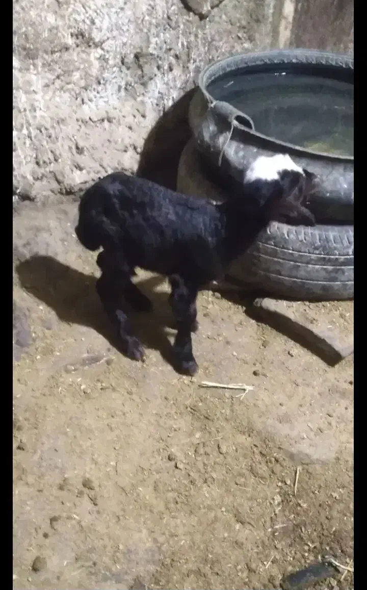 بره شیری|حیوانات مزرعه|کوهدشت, |دیوار