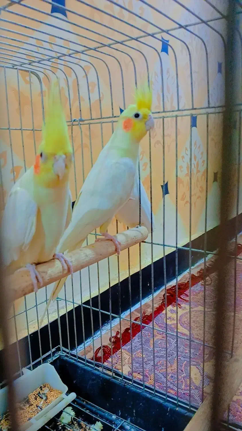 جفت عروس مولد|پرنده|سوسنگرد, |دیوار