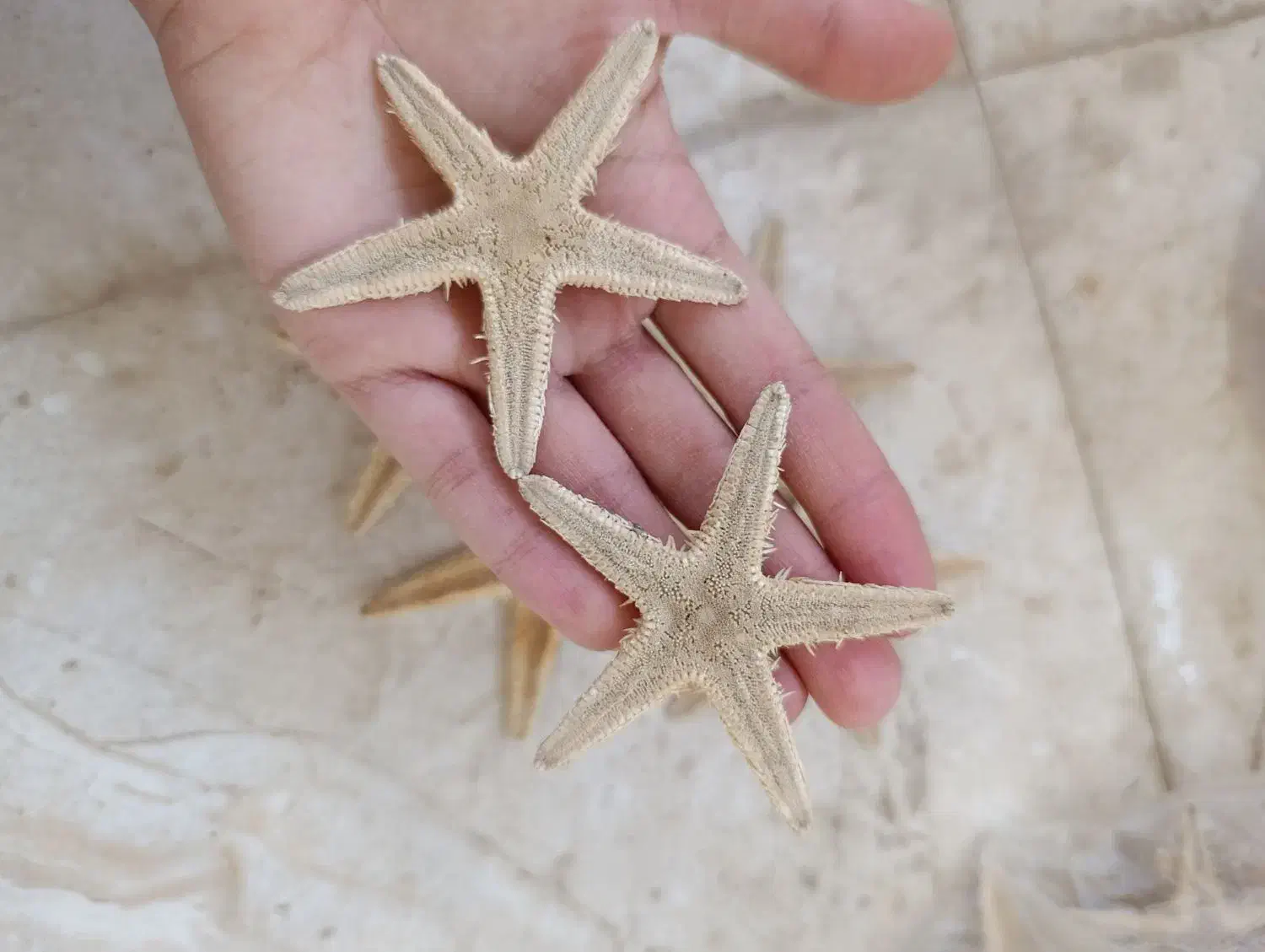 انواع ستاره وصدف دریایی|صنایع دستی و سایر لوازم تزئینی|برازجان, |دیوار