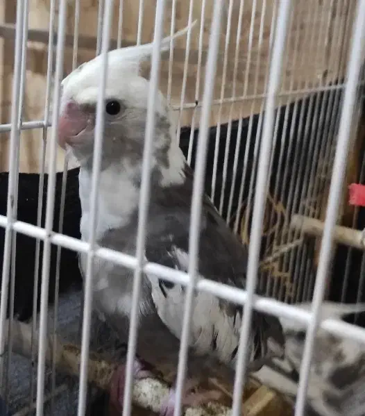 عروس هلندی نژاد ابلق آلبینو|پرنده|مشهد, ادیب نیشابوری (شهرک غرب)|دیوار