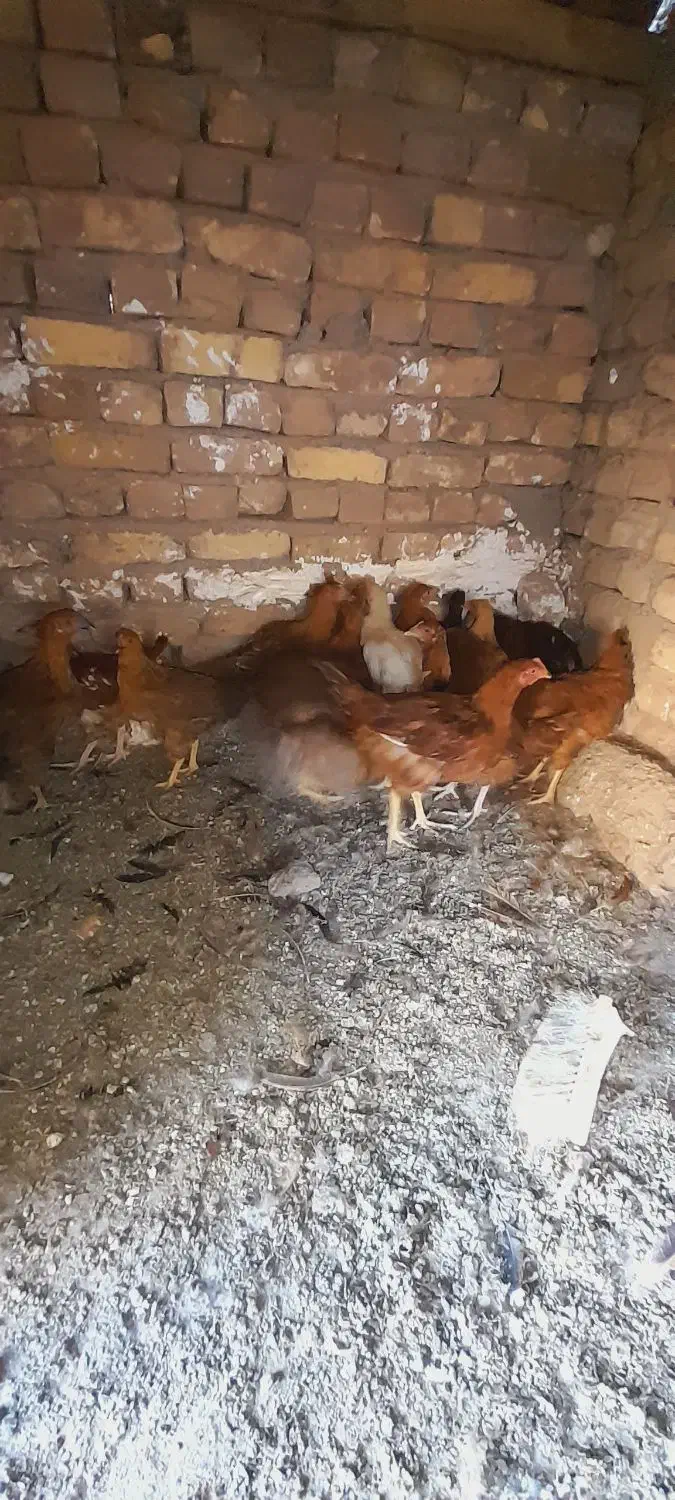 مرغ وخر‌س|پرنده|تربت‌حیدریه, تپه ننه حجی|دیوار