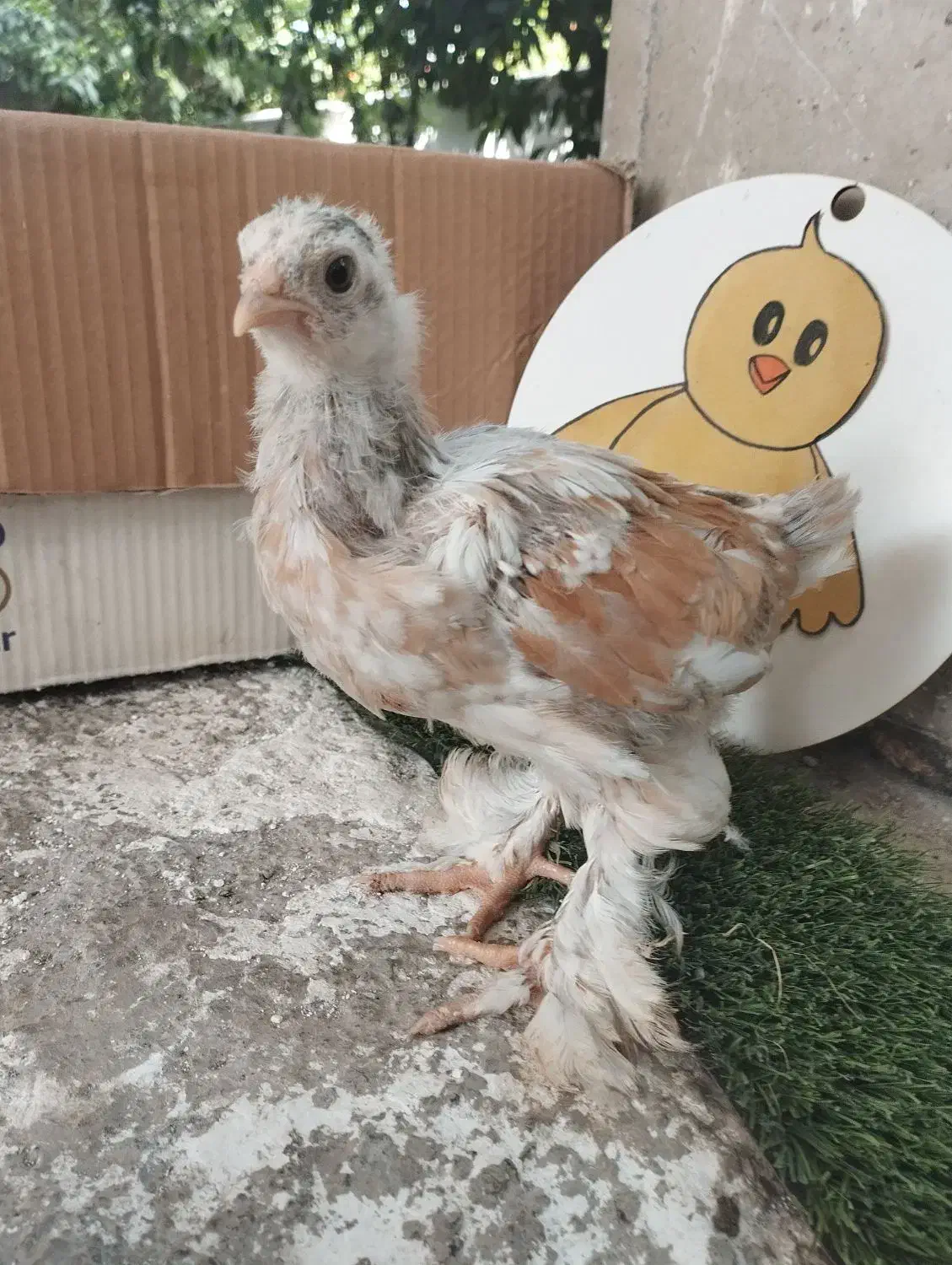 فروش جوجه برهما پورسلن 13روزه تا35روزه 40روزه|حیوانات مزرعه|کیاکلا, |دیوار