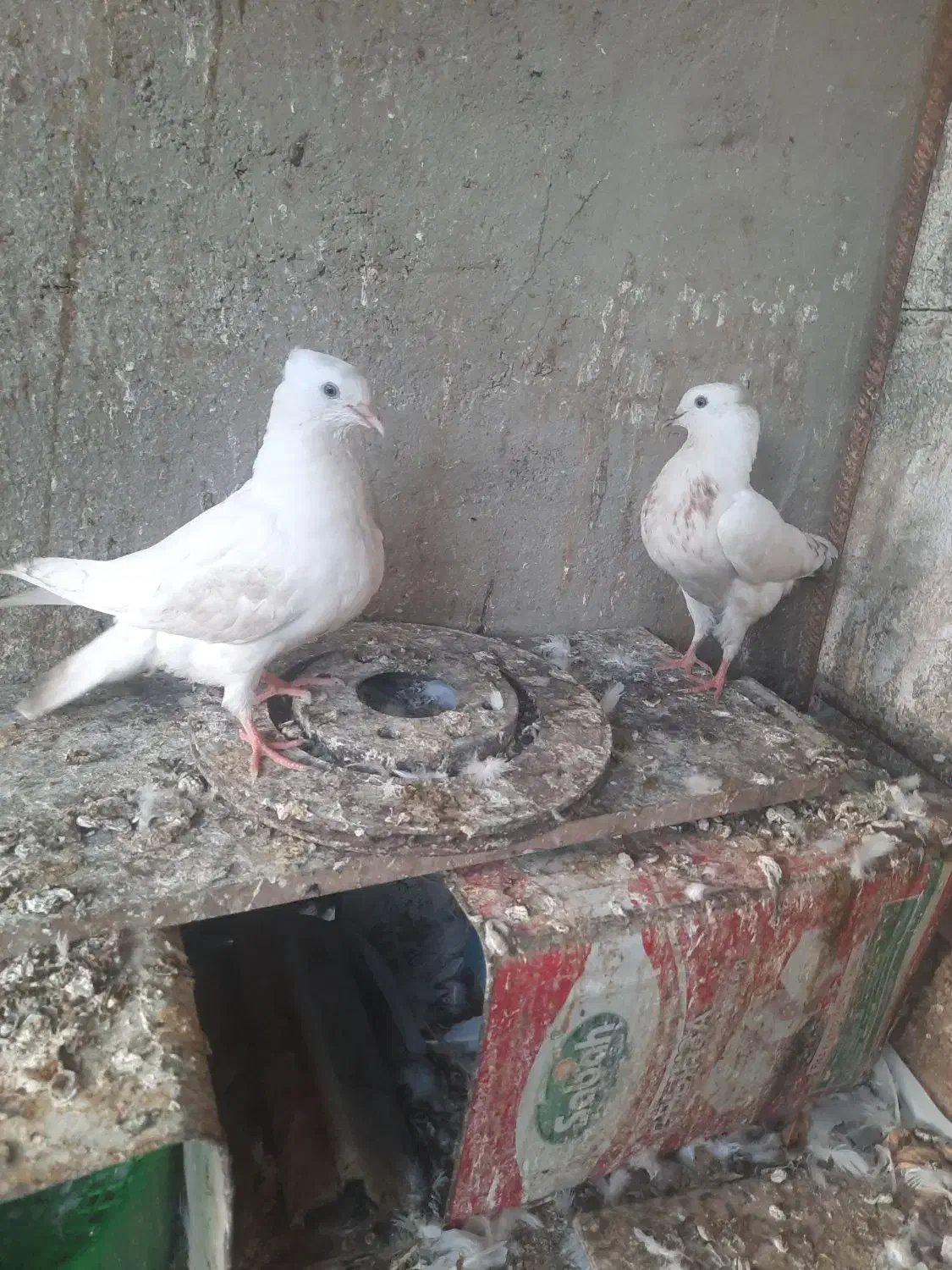 جوجه کفتر سفید اراکی|پرنده|شیراز, بعثت|دیوار
