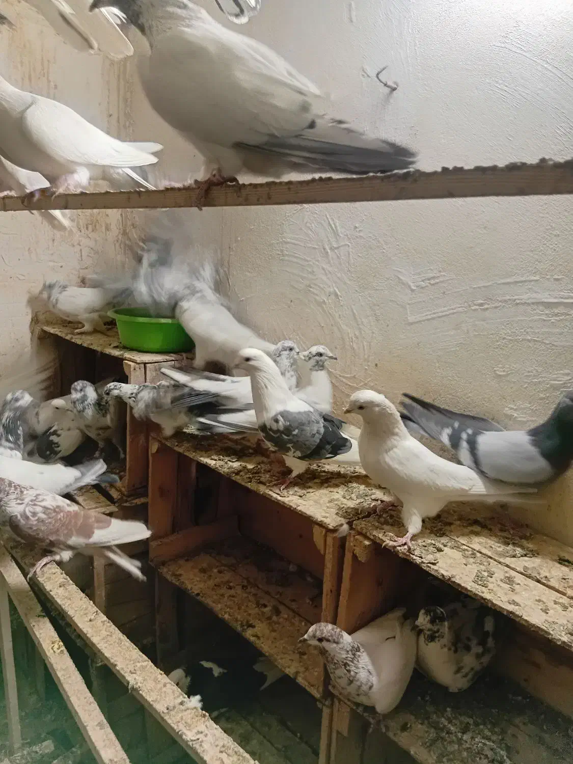 کفتر پرشی|پرنده|ری, شهید بهشتی|دیوار