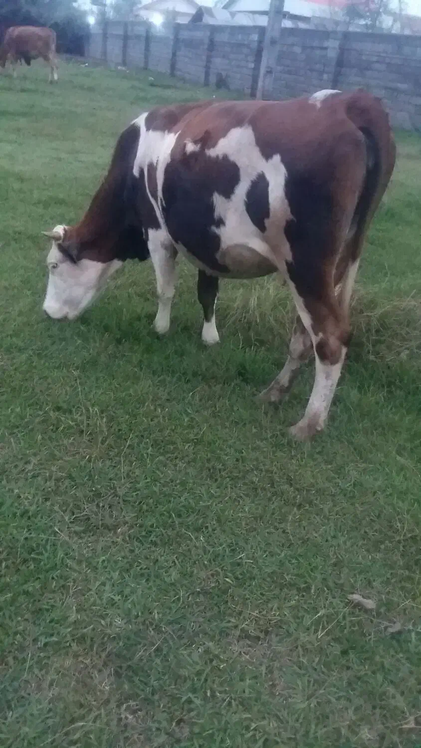 گاو مونت|حیوانات مزرعه|سنگر, |دیوار