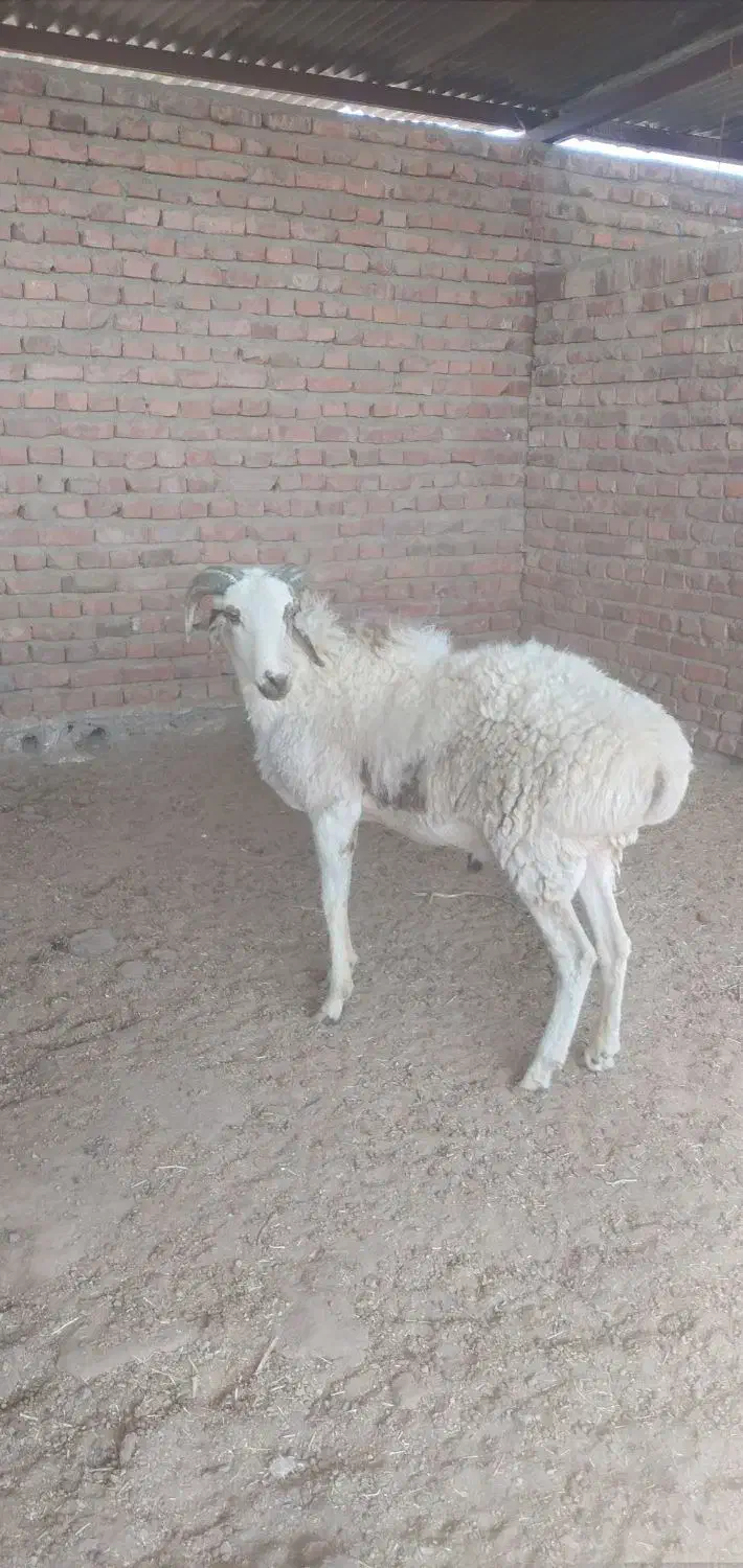 بره قوچ|حیوانات مزرعه|زرند, |دیوار