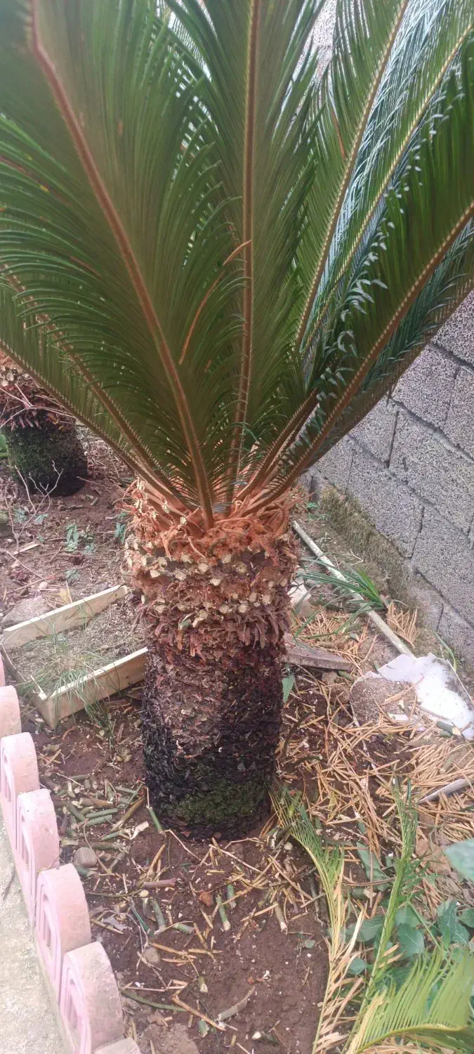 فروش انواع و اندازه گل‌های تزئینی ، سیکاس و غیره|گل و گیاه طبیعی|تهران, انبار نفت|دیوار