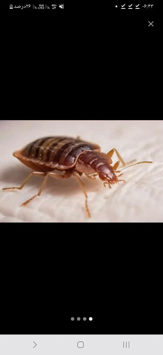 سم پاشی حشرات و موش و ..تضمینی و تخصصی|خدمات نظافت|کرمان, |دیوار