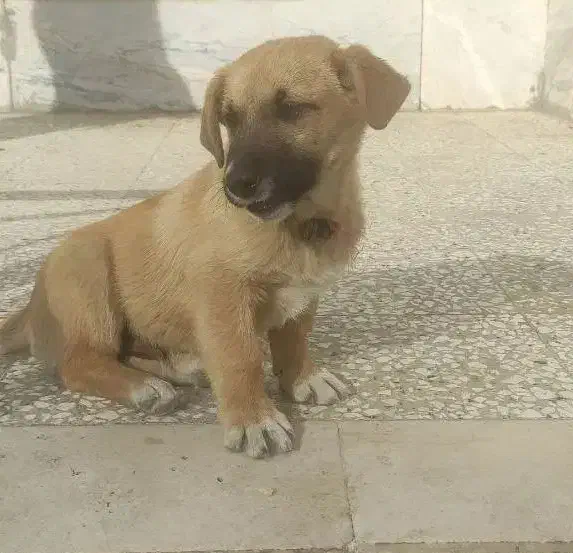 فروش سگ|سگ|تربت‌حیدریه, مسجد جامع|دیوار