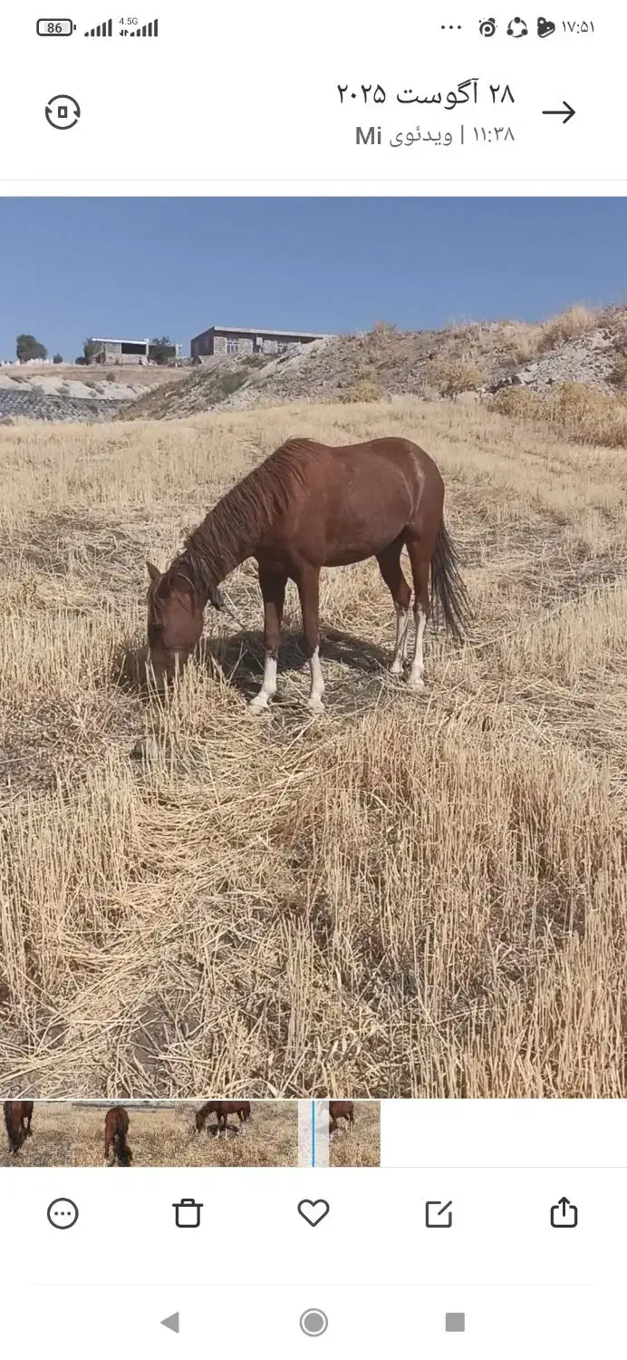 مادیان 5ساله|اسب و تجهیزات اسبسواری|کامیاران, |دیوار