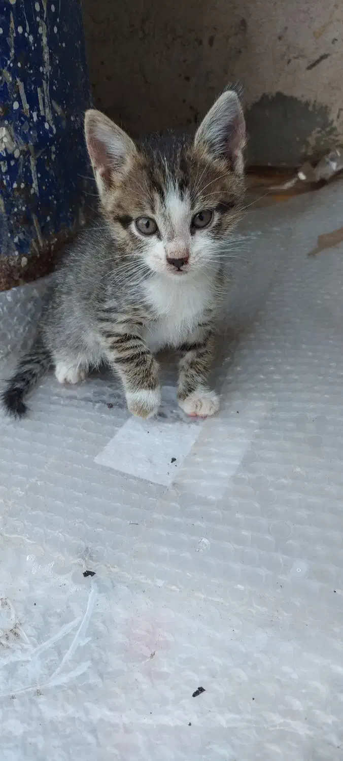 بچه گربه رایگان|گربه|رشت, حومه رشت|دیوار