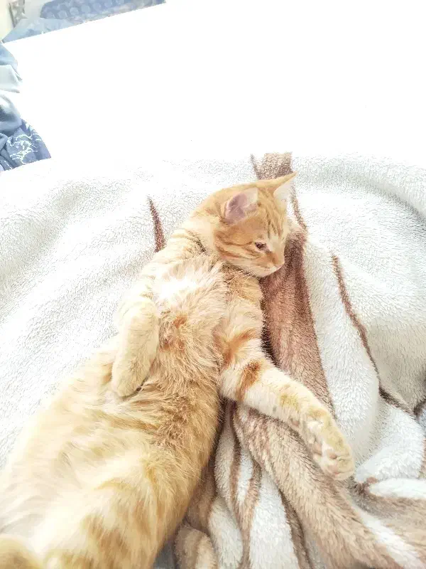 واگذاری رایگان|گربه|تبریز, |دیوار