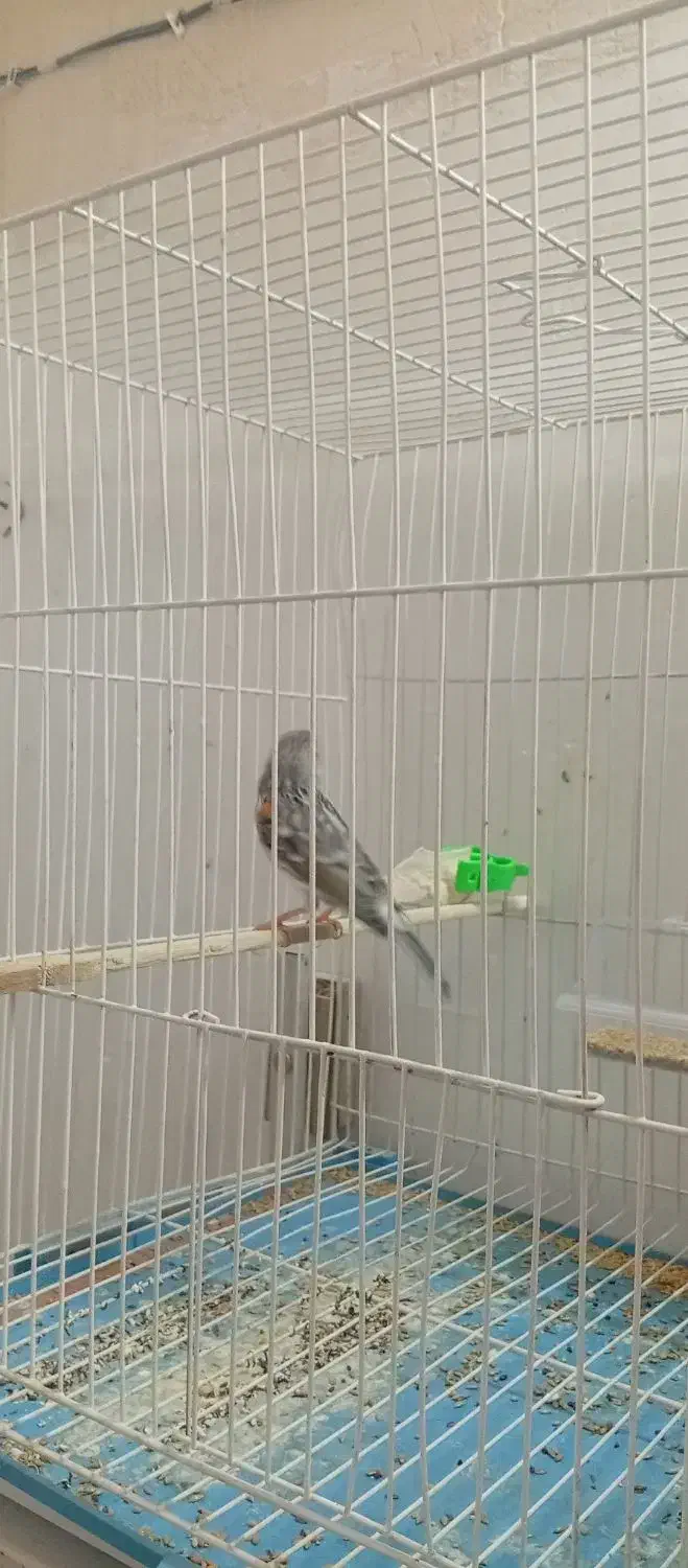 قناری|پرنده|تایباد, |دیوار