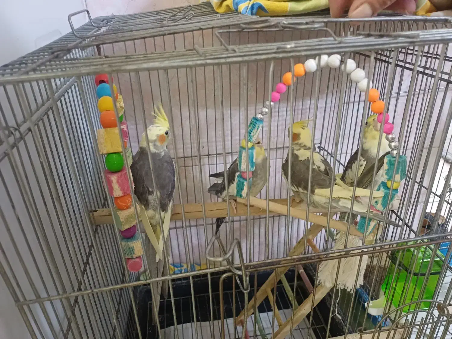 عروس هلندی|پرنده|تهران, والفجر (افسریه)|دیوار