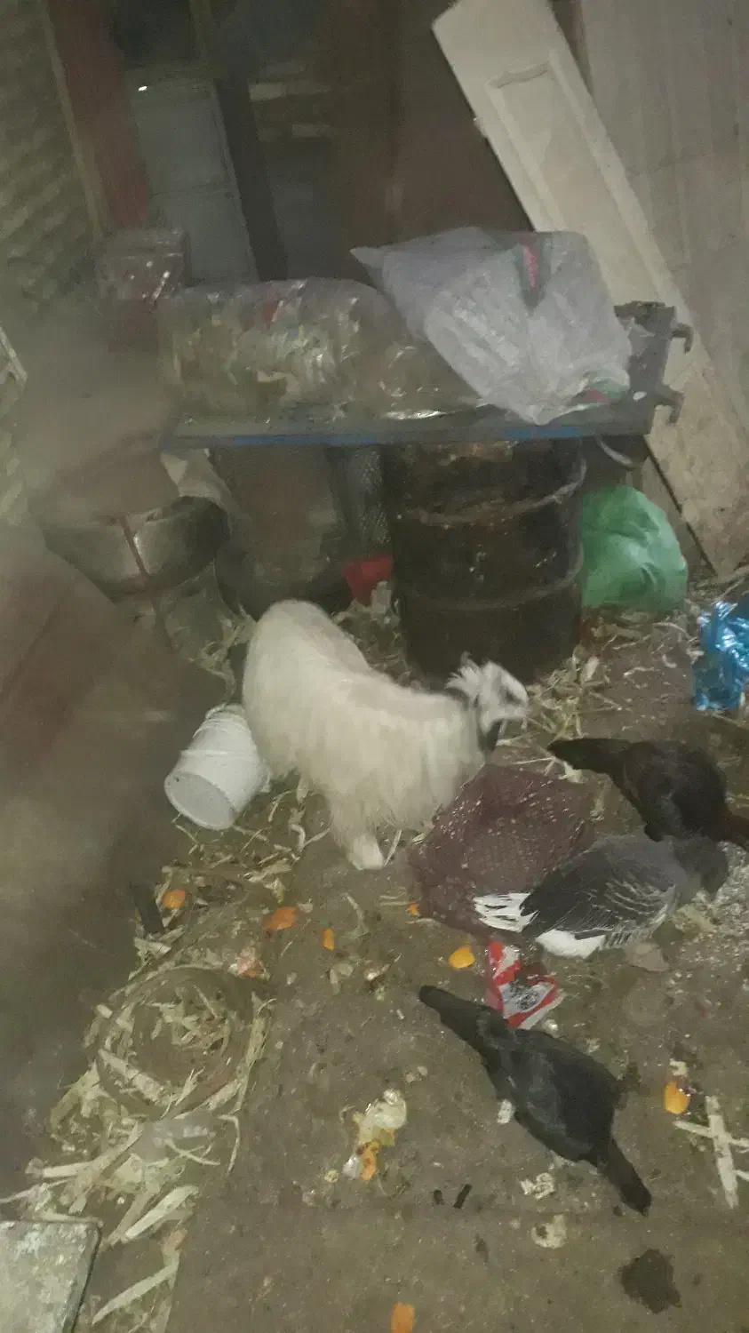 فروش بز و بزغاله برای قربانی و دامازلیق|حیوانات مزرعه|اهر, |دیوار