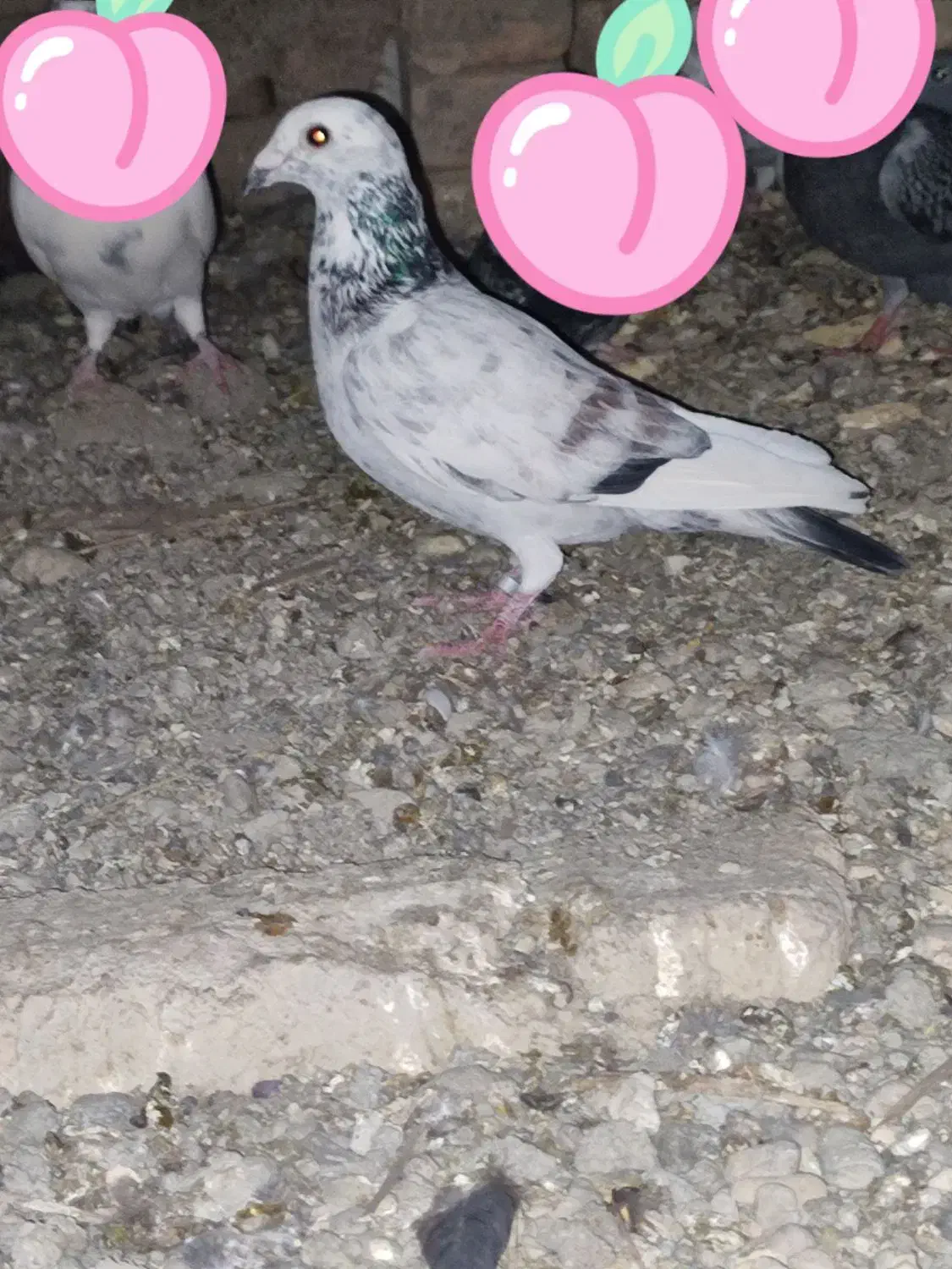 کبوتر|پرنده|ایرانشهر, |دیوار