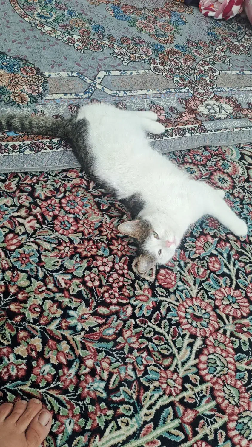 گربه اهلی قیمت300تومن|گربه|رفسنجان, |دیوار